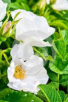 White Dogrose, Briar eglantine flower. Wild Rose hips closeup