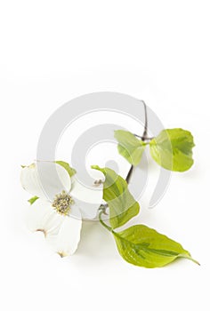 White Dogwood Bloom