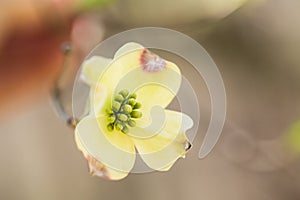 White Dogwood Bloom In Spring