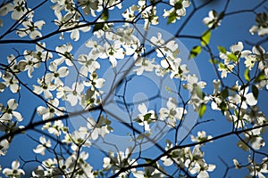 White Dogwood Blooms and Blue Sky