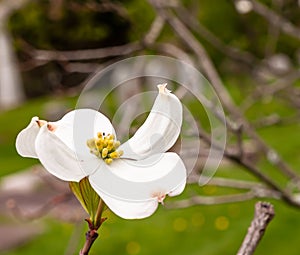 White dogwood blooms with a blurred background