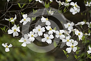White Dogwood Blooms in Springtime