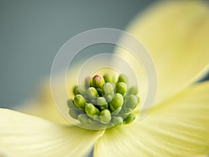 White Dogwood Blossom Closeup