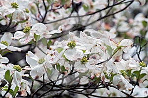 White dogwood blossoms close up