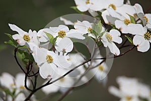 White Dogwood Blossoms photo