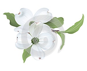 White Dogwood (Cornus florida).