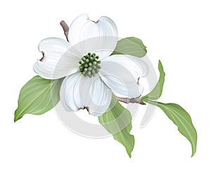 White Dogwood (Cornus florida).