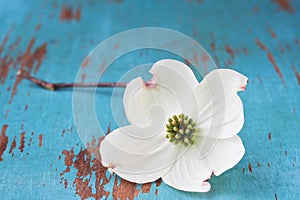 White Dogwood Flower