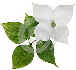 White dogwood flower