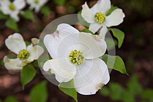 White Dogwood Flower in Bloom