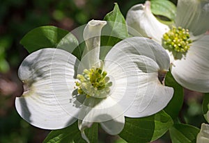 White Dogwood Flower in Bloom