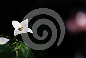 White Dogwood Flower with Dark Background
