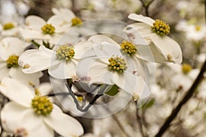 White Dogwood Flowers In Bloom In Spring