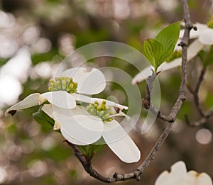 White dogwood flowers with a blurred background