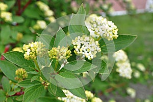 White Dogwood, Swida alba. Beautiful white inflorescence close-up photo