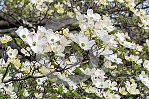 White Dogwood tree or Cornus florida.