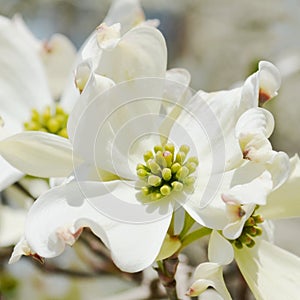 White dogwood tree flowers