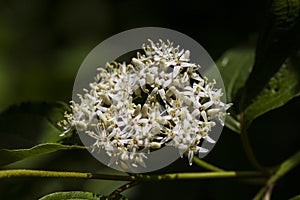 White Dogwood, Witte kornoelje, Cornus alba