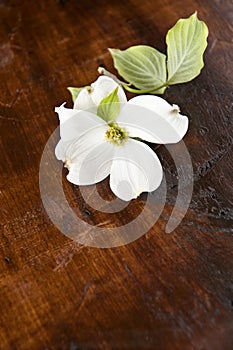 White Dogwood Wood Background