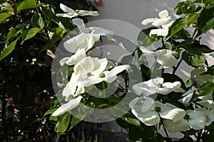 White dogwoods, Cornus Venus, blossom