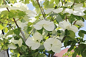 White dogwoods, Cornus Venus, blossom