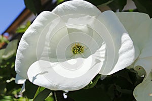 White dogwoods, Cornus Venus, blossom