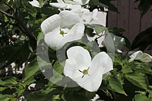 White dogwoods, Cornus Venus, blossom