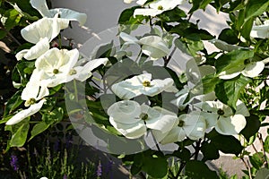 White dogwoods, Cornus Venus, blossom