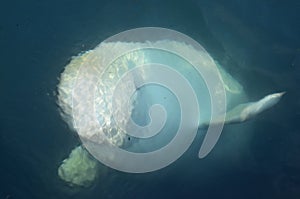 White dolphin, belukha, beluga in blue sea