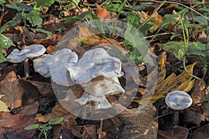 The White Domecap Lyophyllum connatum is an edible mushroom