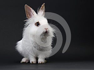 White domestic baby-rabbit
