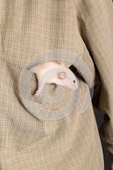 White domestic baby rat