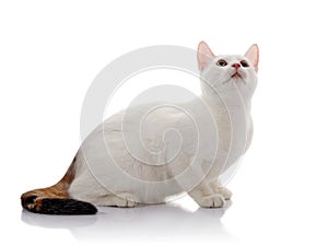 White domestic cat with a multi-colored tail looks up