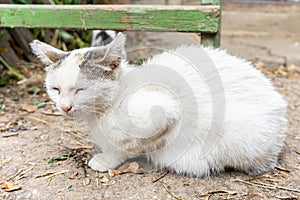 White domestic cat sits squinting eyes. Close up