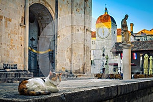 White domestic cat sleeping on the promenade in Trogir, Croatia