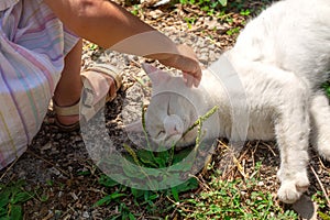 White domestic cat sleeping in the sun with near little girl. No face. Hand touches animal. Pet and baby friendship