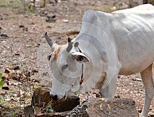 White Cow