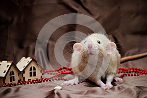 White domestic cute rat dambo sits on brown background with New Year houses, symbol of the year 2020