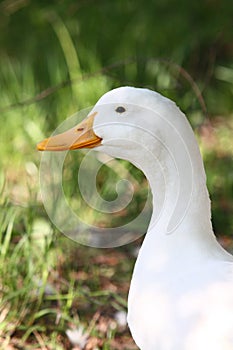 White domestic duck