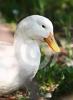 White domestic duck