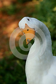 Blanco doméstico pato 