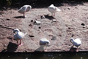 White Domestic duck activity photography