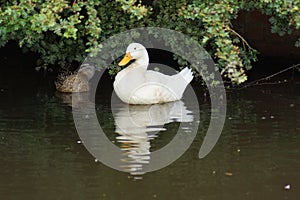 White Domestic Duck - Anas platyrhynchos domesticus