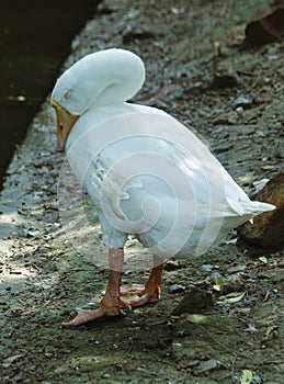 White Domestic duck beautiful photo