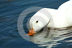 White domestic duck drinking in a pond