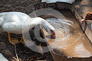 white domestic duck drinks water from a trough in the farmyard, poultry farming