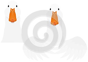 White domestic duck head and upper body bundle