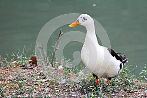 White domestic duck on the lake shore