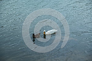 White domestic duck with a mallard