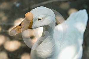 White domestic duck with an orange beak